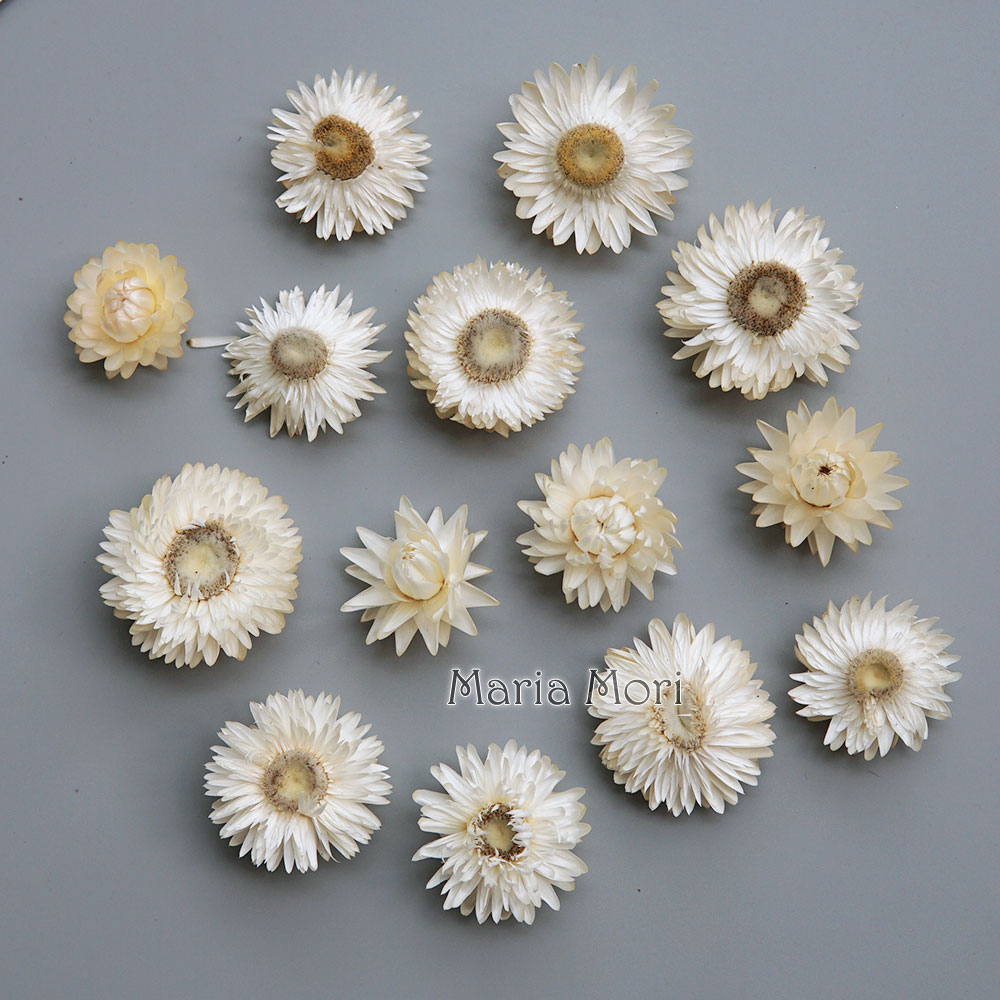 Natural Dried Colorful Chrysan - Candle Making Activity recension och pris