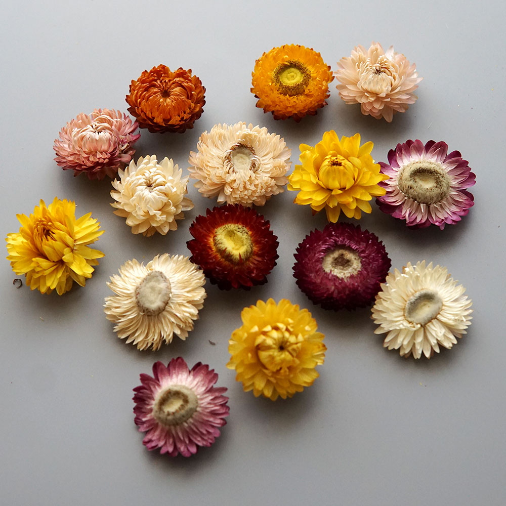 Natural Dried Colorful Chrysan - Candle Making Activity recension och pris