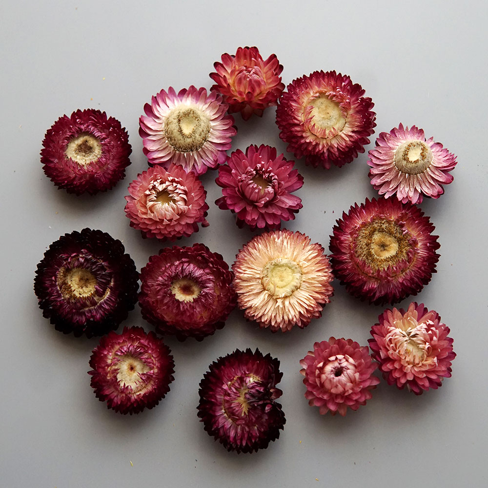 Natural Dried Colorful Chrysan - Candle Making Activity recension och pris