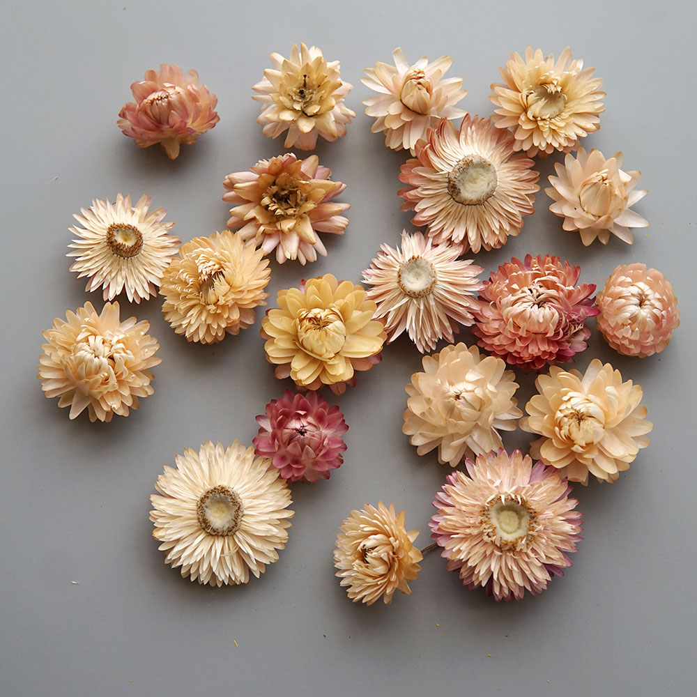 Natural Dried Colorful Chrysan - Candle Making Activity recension och pris